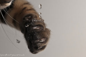 image cat paw bild Katzenpfote under water drop wassertropfen