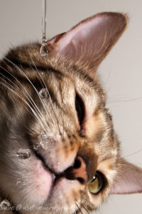 image of a drinking bengalcat , disturbed by waterdrops. Foto einer trinkend Katze