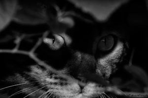 image of an bengalcat in th shadow. black n white