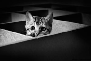 image of an young bengalcat. black n white