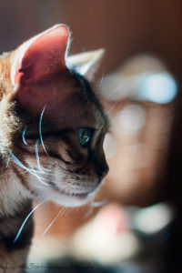 image of a older bengalcat