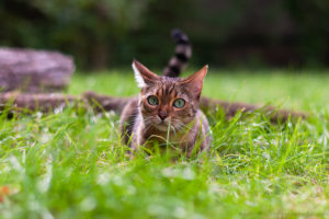 image of an bengalcat laying in the grass. Cat eyes