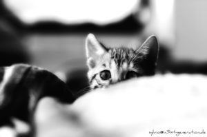 Image of an Kitten in the bed. black n white