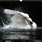 image. Kalenderblatt. Schwan.