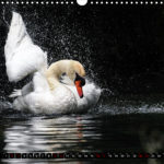 image. Kalenderblatt. Schwan.
