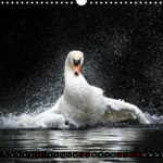 image. Kalenderblatt. Schwan. Morgenbad. Höckerschwan.