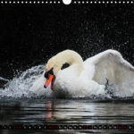 image, calendar, swan