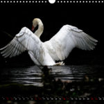 image.preview.calendar. swan