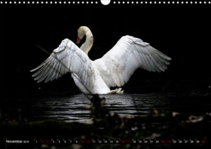 image.preview.calendar. swan