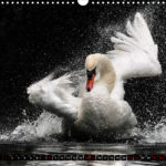 image.preview.Bild.Vorschau. Kalender